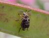 Bruchus affinis